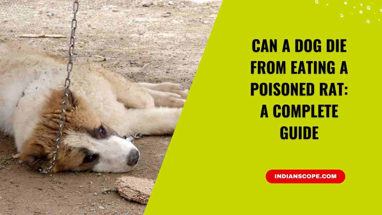 Can a Dog Die from Eating a Poisoned Rat