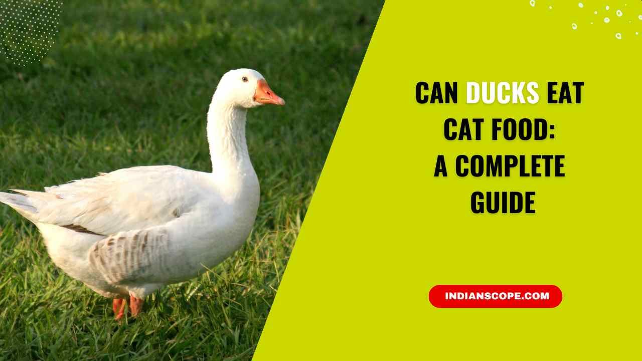 Can Ducks Eat Cat Food? Everything You Should Know Before Feeding 11 Can Ducks Eat Cat Food