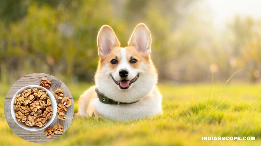 Can Dogs Eat Walnuts Safely