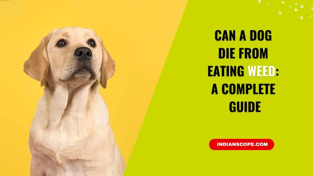 Can a Dog Die from Eating Weed? Understanding the Risks for Your Pet 1 Can a Dog Die from Eating Weed