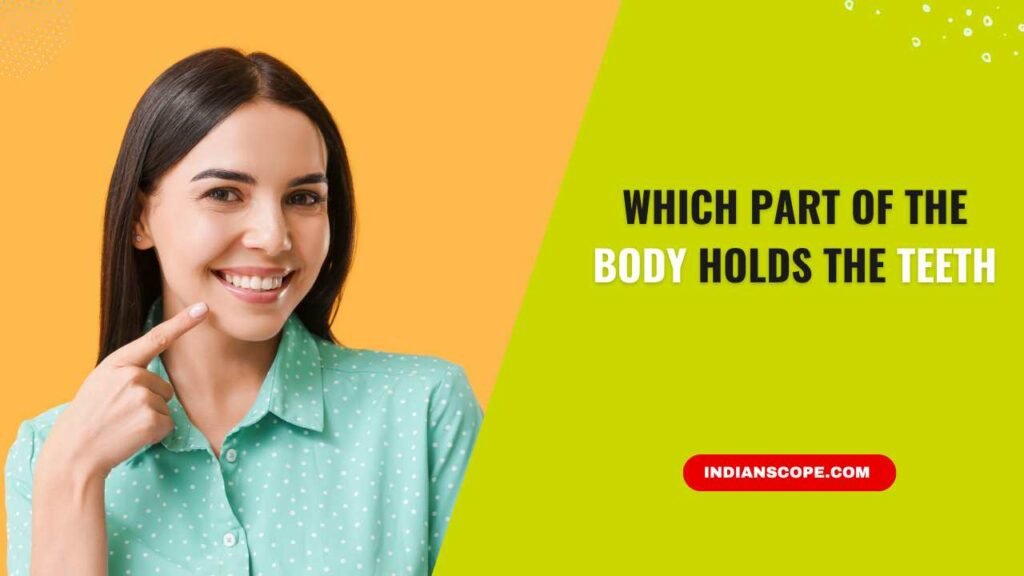 Which Part of the Body Holds the Teeth? 1 Which Part of the Body Holds the Teeth