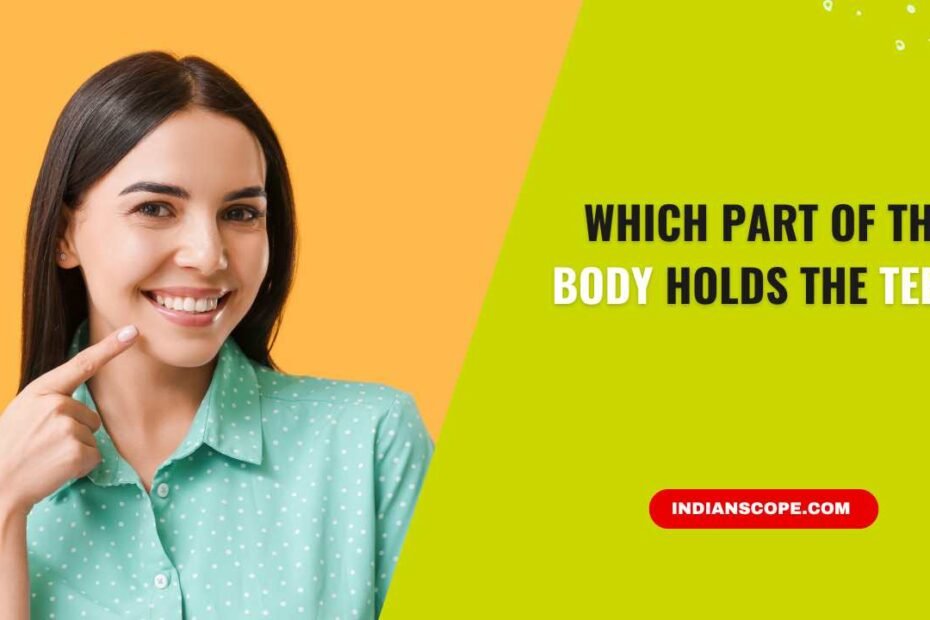 Which Part of the Body Holds the Teeth