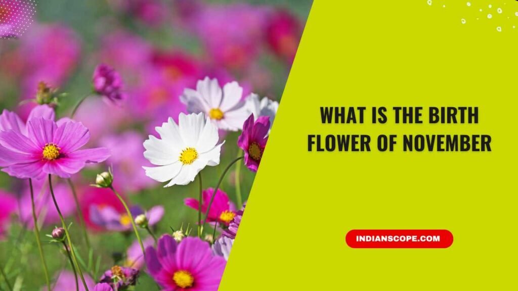 What Is the Birth Flower of November