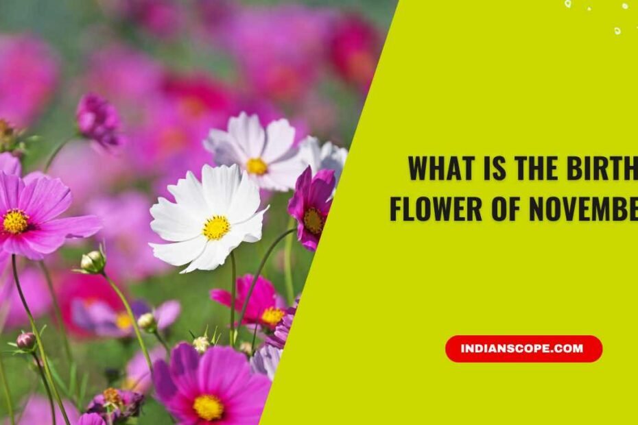 What Is the Birth Flower of November? A Deep, Beautiful Guide 2 What Is the Birth Flower of November